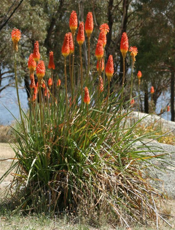 Cây Tritoma / Red hot poker (que cời nóng đỏ) / Torch lily (loa kèn đuốc) / Poker plant (cây que cời).