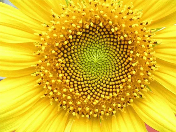 Hoa hướng dương trong lá bài The Sun Tyldwick Tarot - Mặt Trời trong Tyldwick Tarot